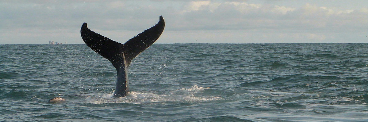 Whale watching in Máncora en Piura